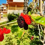 Bed and breakfast Gelidonya