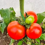 Gelidonya Kumluca
