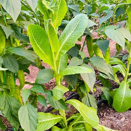 Gelidonya Oda ve Kahvaltı