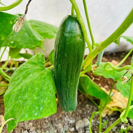 Gelidonya Oda ve Kahvaltı