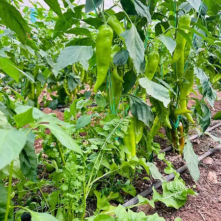 ベッド・アンド・ブレックファスト Gelidonya