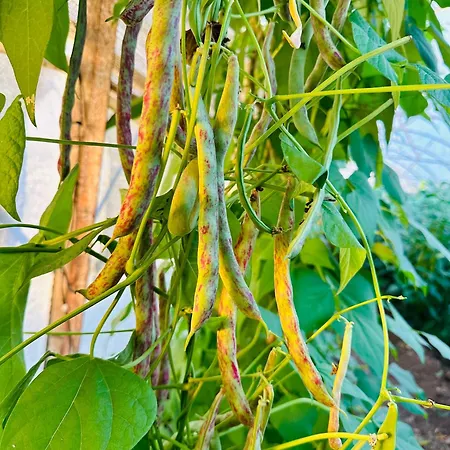 Gelidonya 3* Kumluca