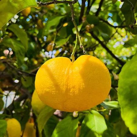 Gelidonya Oda ve Kahvaltı