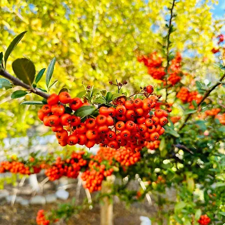 Gelidonya 3* Kumluca