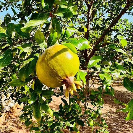Oda ve Kahvaltı Gelidonya