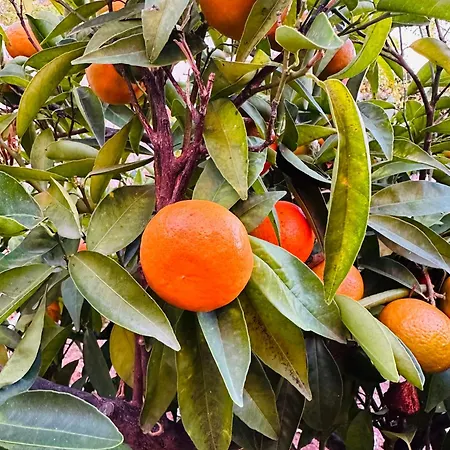 Gelidonya Oda ve Kahvaltı Kumluca