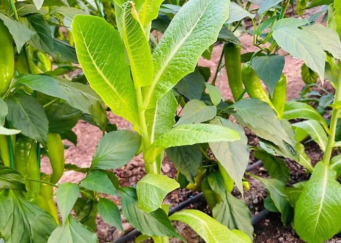 Gelidonya 住宿加早餐酒店