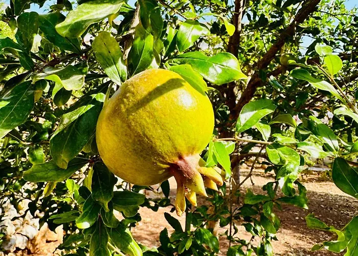 住宿加早餐酒店 Gelidonya