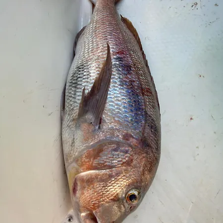 Gelidonya Kumluca