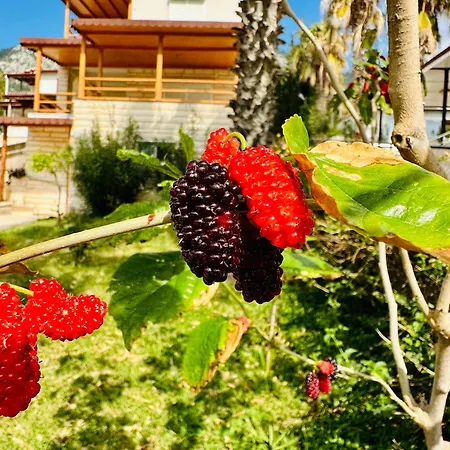 Bed and breakfast Gelidonya
